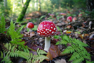 Close-up of fly agaric mushroom