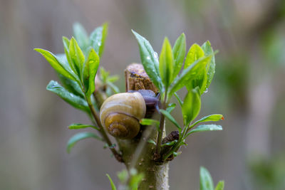 Close-up of snail on plant