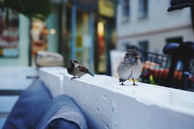 Birds perching on floor