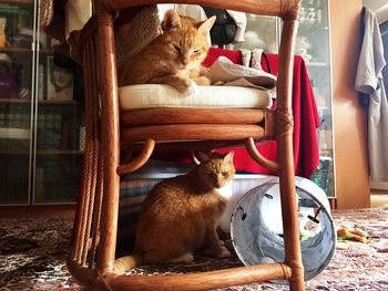 Portrait of cats sitting at home