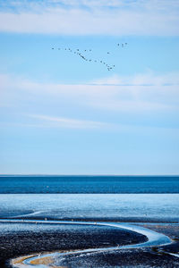 Birds flying against sky