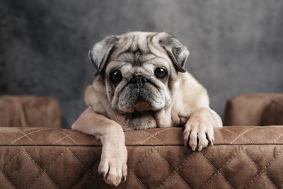 An elderly pug sits on a dog sofa and looks forward, a close-up view from the front