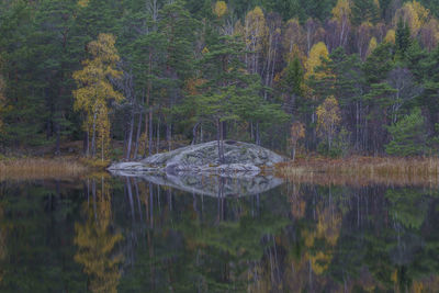 Scenic view of lake in forest during autumn