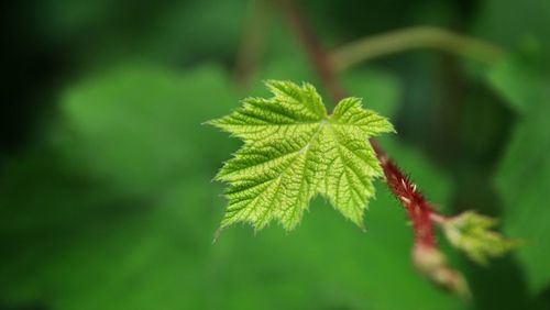 Close-up of plant