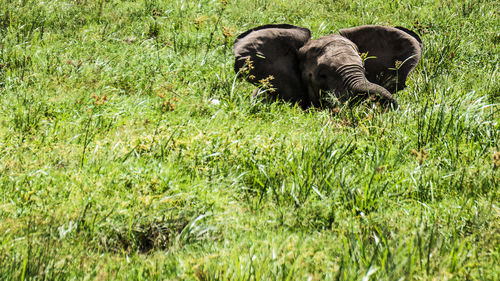 View of dog relaxing on field