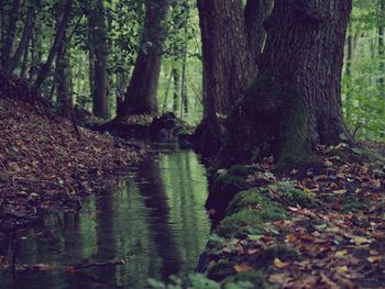 Surface level of stream along trees in forest