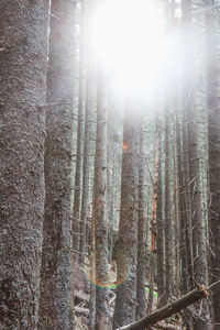 Sunlight streaming through trees in forest