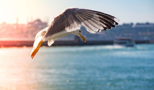 Seagull flying over sea