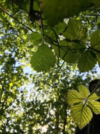 Low angle view of leaves on tree