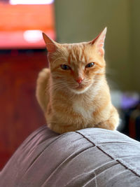 pet