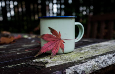 Close-up of maple leaf on tree