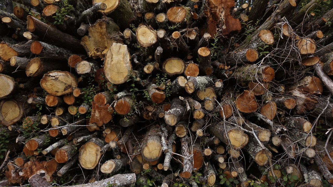 CLOSE-UP OF LOGS IN FOREST