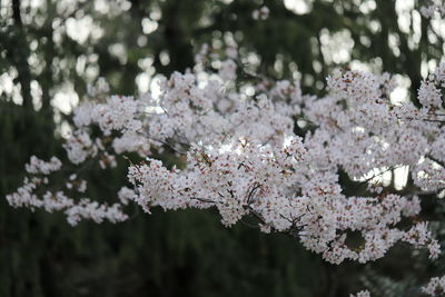 Close-up of cherry blossoms in spring