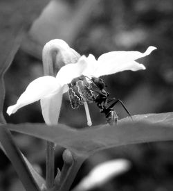 Close-up of insect on flower