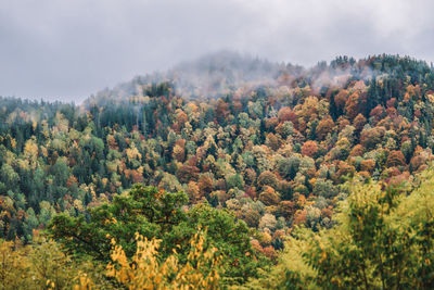 Trees in forest against sky during autumn