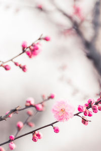 Close-up of pink cherry blossoms on tree
