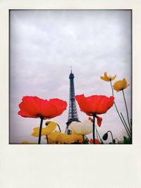 Low angle view of flowers against sky