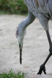 Close-up of bird