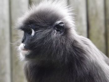 Close-up of monkey
