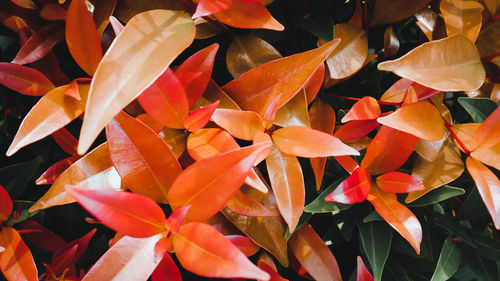 Close-up of orange leaves