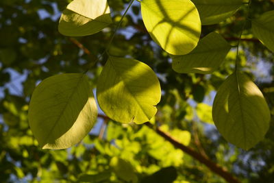 Close-up of leaves on tree