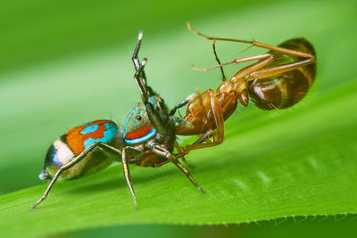 Close-up of insect on plant