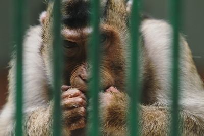 Close-up of monkey in cage