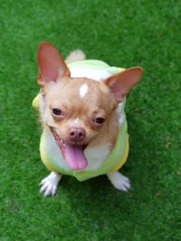 Close-up portrait of a dog on field