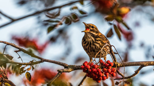 Bird perching on a tree