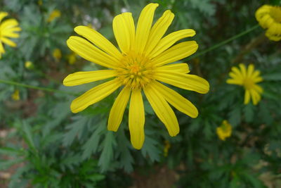 Close-up of yellow flower blooming outdoors