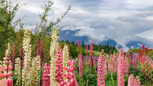 Flowering plants on field against sky