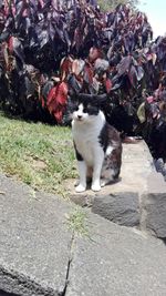 Cat sitting outdoors