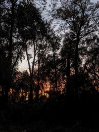 Silhouette trees in forest against sky