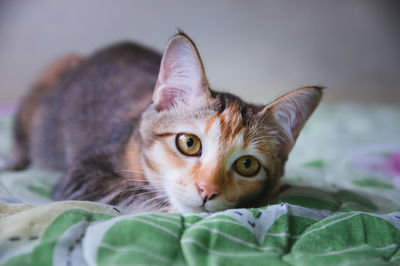 Close-up portrait of cat on bed at home