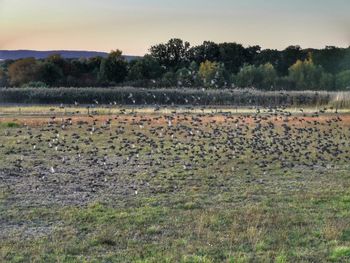 Scenic view of field against sky