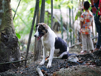 Dog standing on land