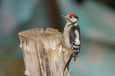 A great spotted woodpecker juvenile