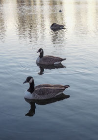 High angle view of ducks swimming in lake