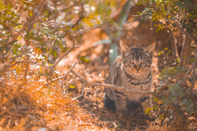 Close-up of cat