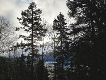 Low angle view of silhouette trees in forest against sky