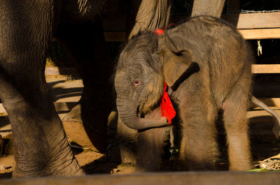 Close-up of elephant