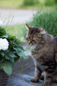 Close-up of cat looking away