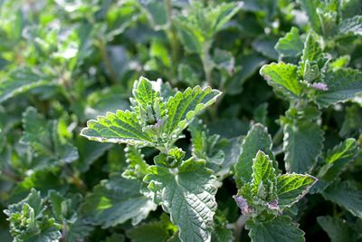 Close-up of green leaves on plant