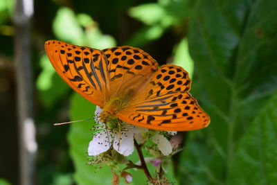 Close-up of butterfly pollinating on flower