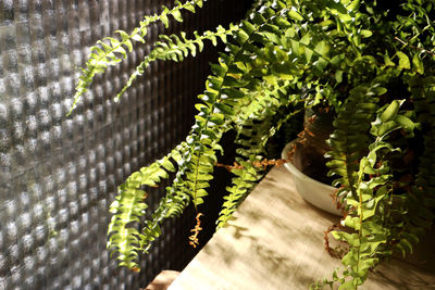 High angle view of succulent plant in sunlight
