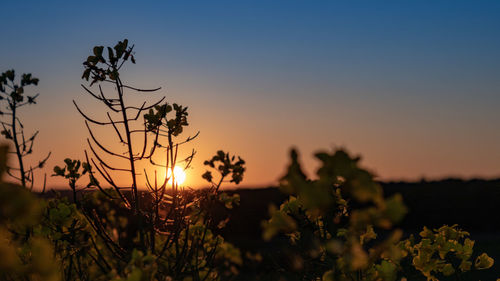 Silhouette plants on field against sky during sunset