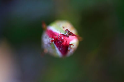 Close-up of pink flower on plant