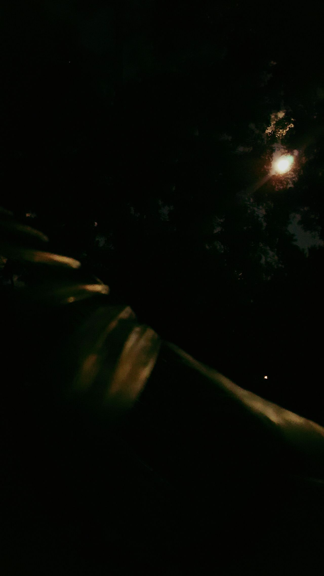 Fern and moon thru trees night photography