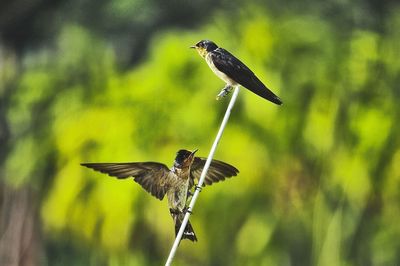 Bird flying