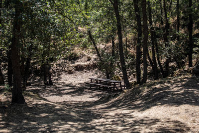 Dirt road amidst trees in forest